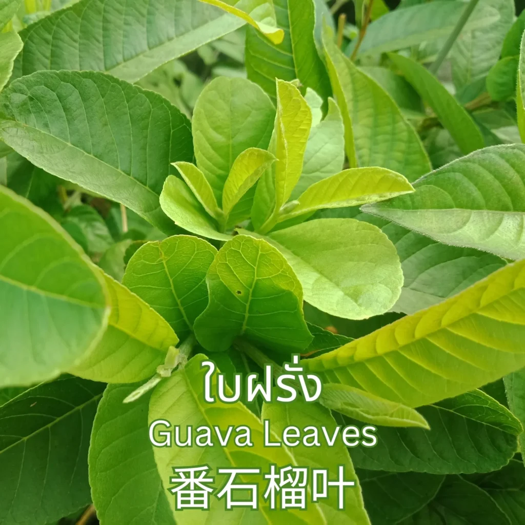 ต้นฝรั่ง
