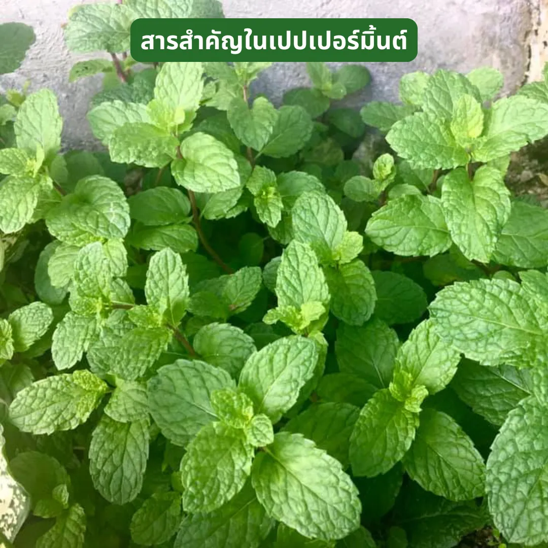 สารสำคัญในใบเปปเปอร์มินต์