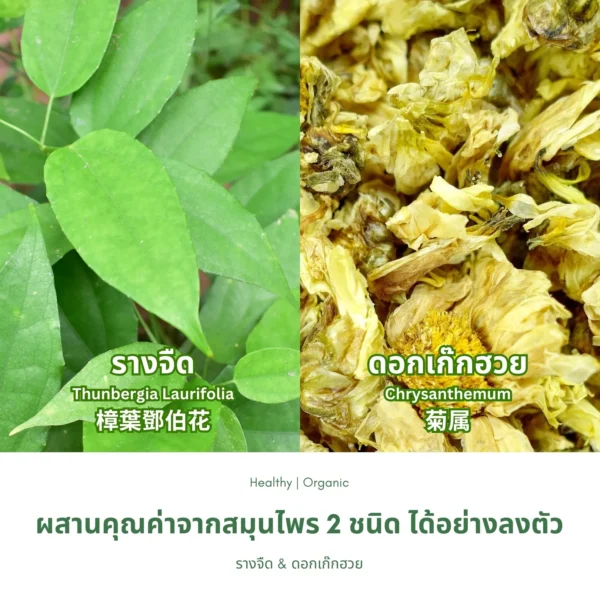 ใบรางจืดและดอกเก๊กฮวย