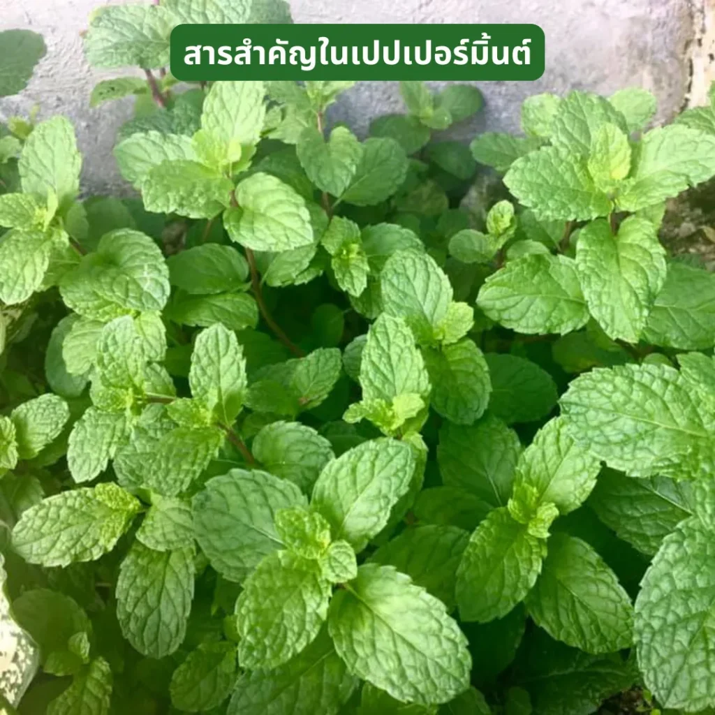 สารสำคัญในใบเปปเปอร์มินต์