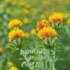 ดอกคำฝอย