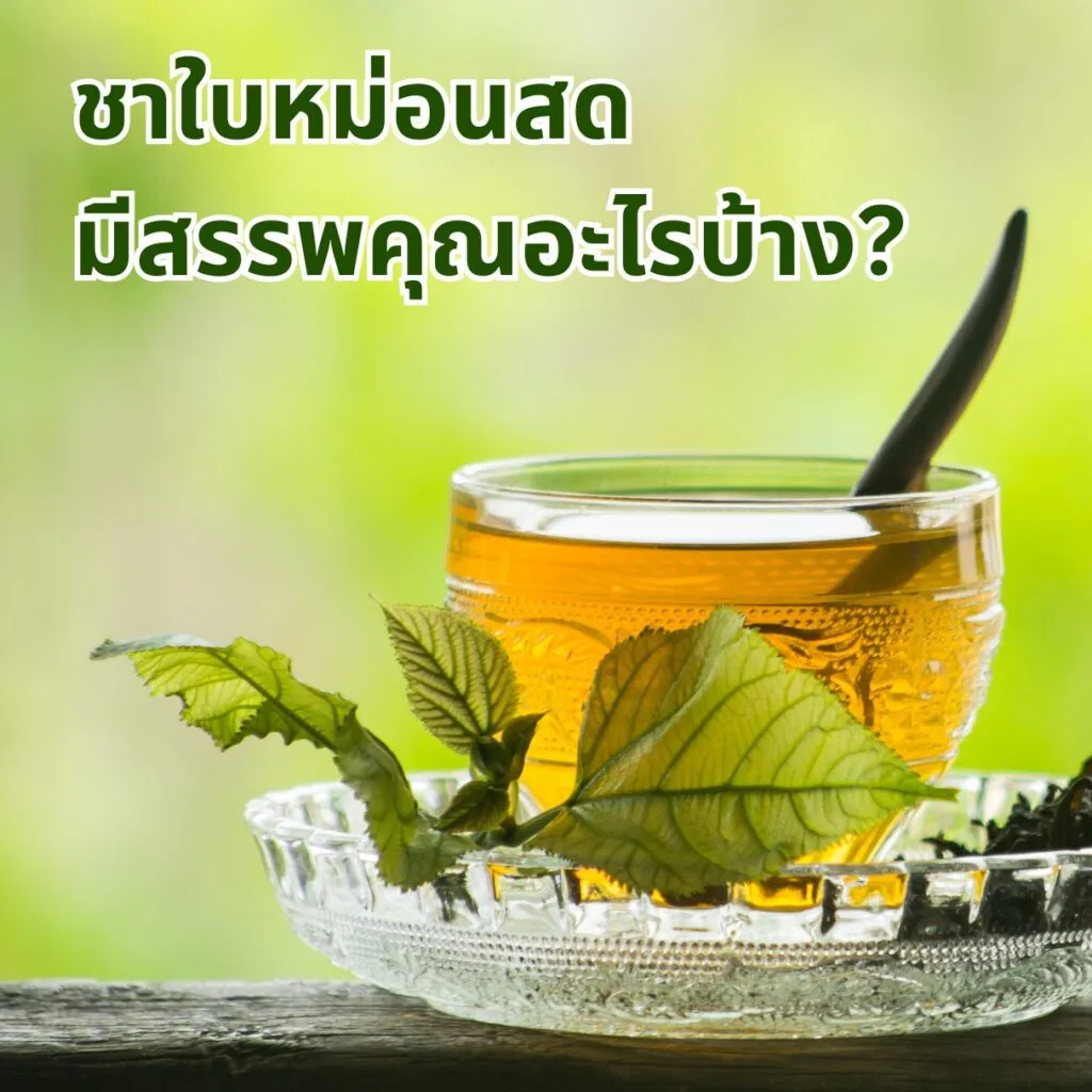 ชาใบหม่อนสดมีสรรพคุณอะไรบ้าง
