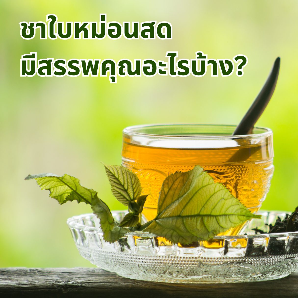 ชาใบหม่อนสด สรรพคุณ