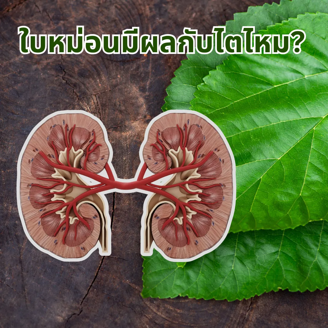 ใบหม่อนมีผลกับไตไหม