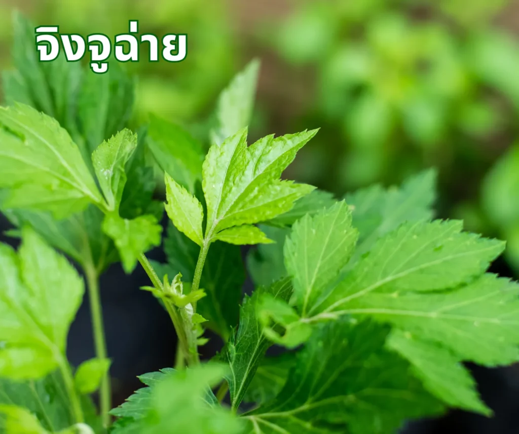 ต้นจิงจูฉ่าย