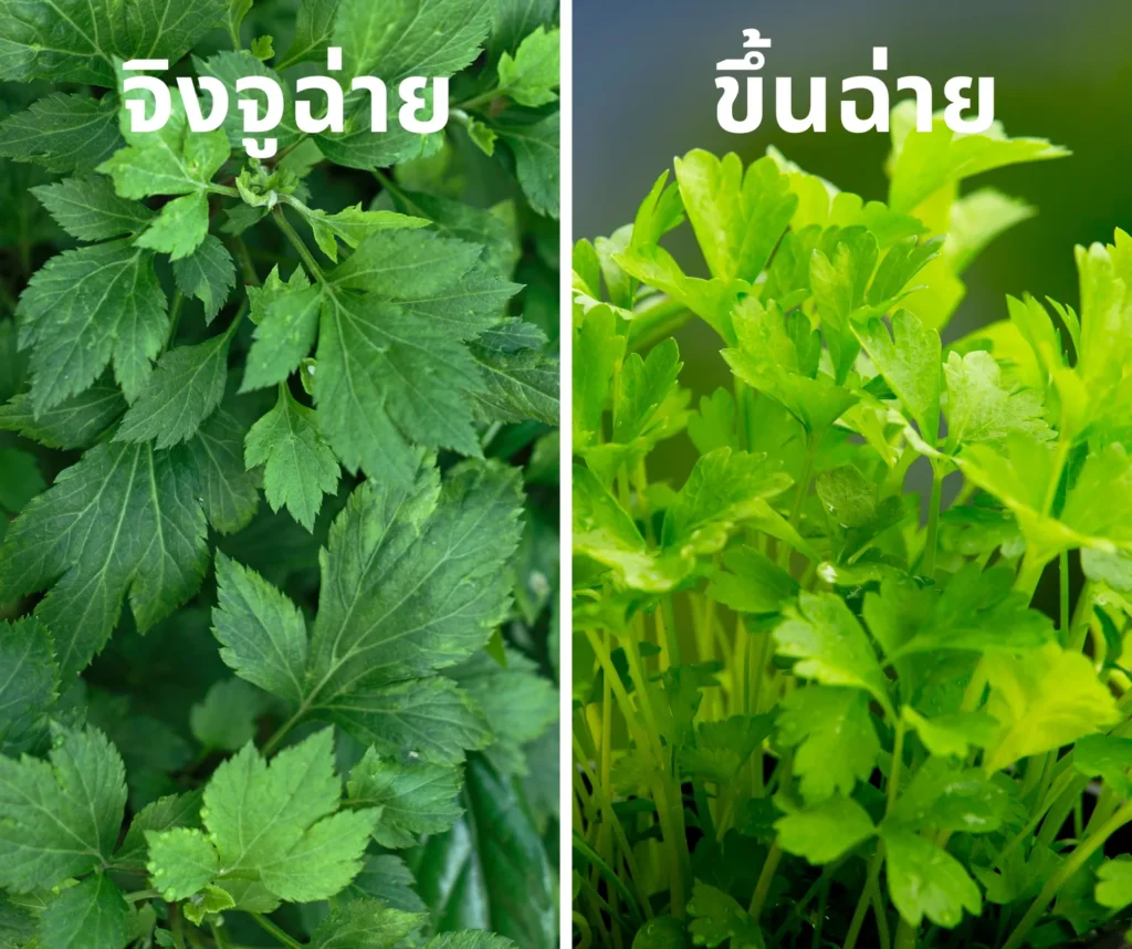 จิงจูฉ่าย กับ ขึ้นฉ่าย ต่างกันยังไง