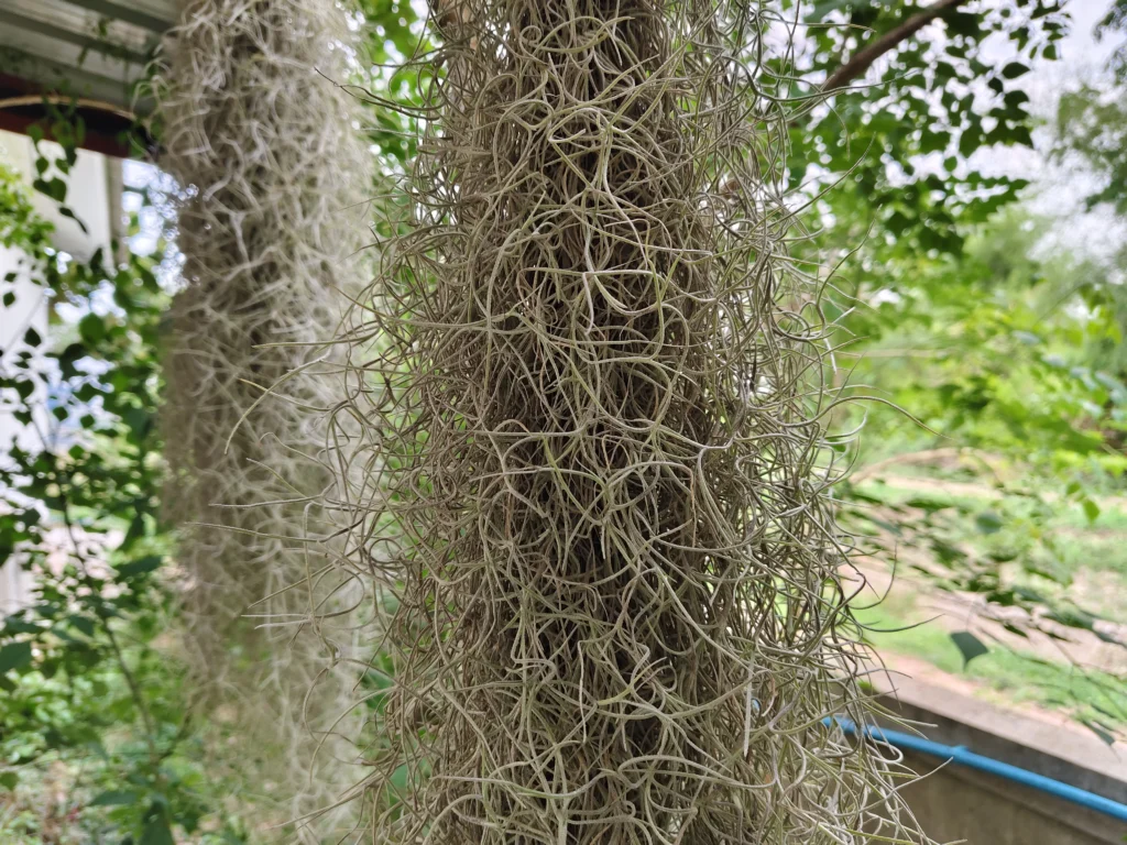 ต้นเคราฤษี (Tillandsia usneoides)