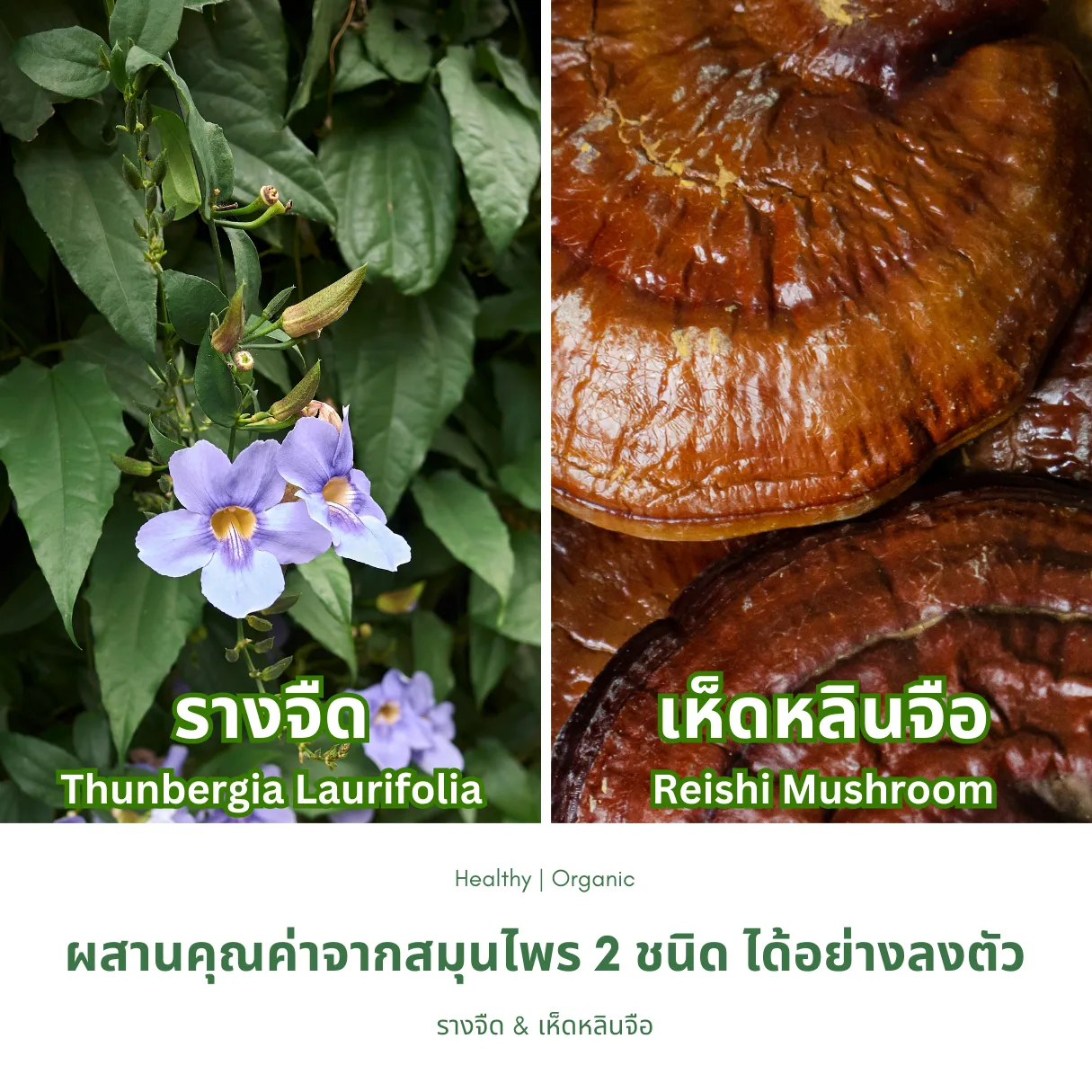 รางจืดและเห็ดหลินจือ