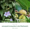 รางจืดและใบหม่อน