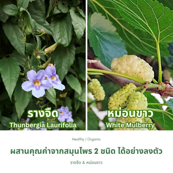 รางจืดและใบหม่อน