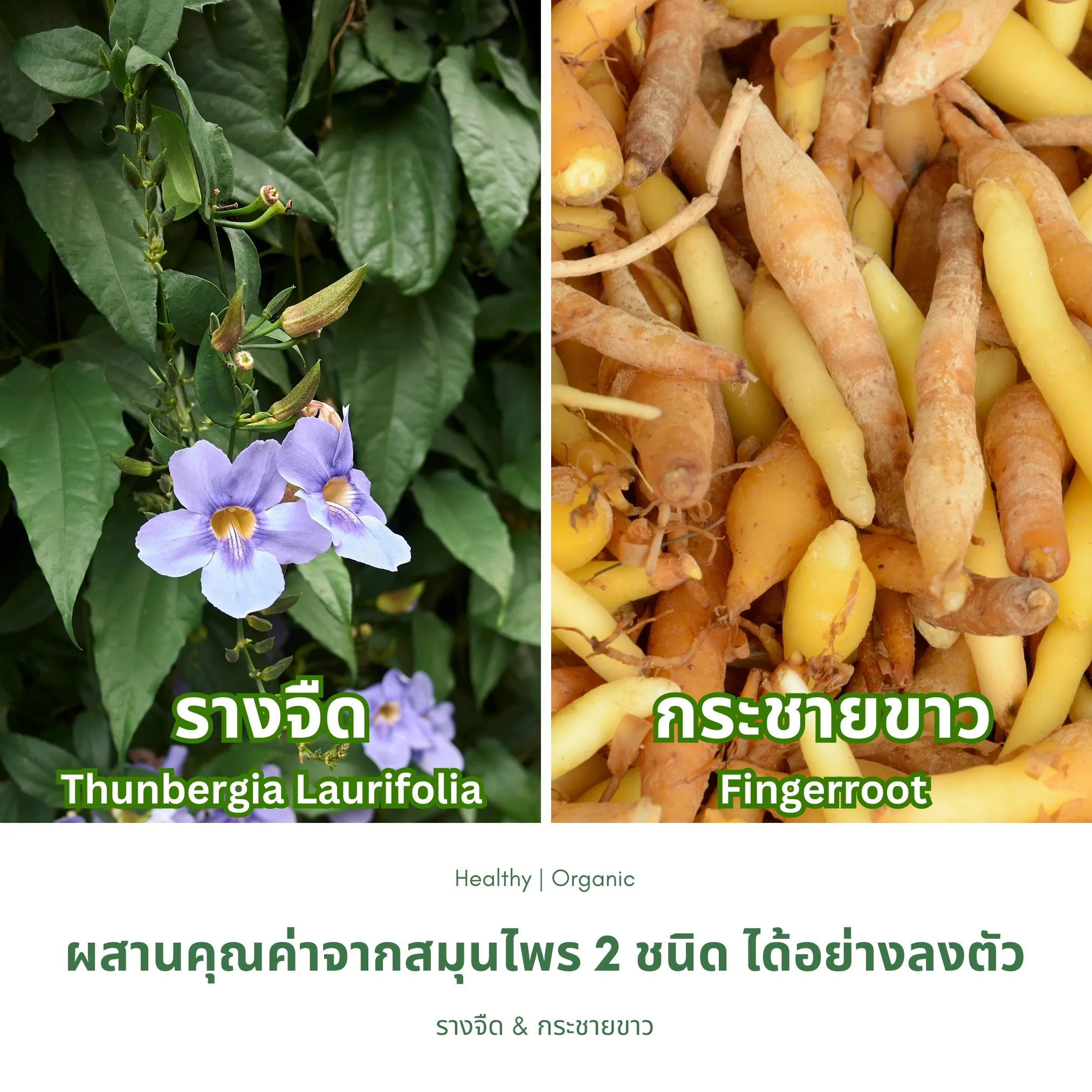 ใบรางจืดและกระชายขาว