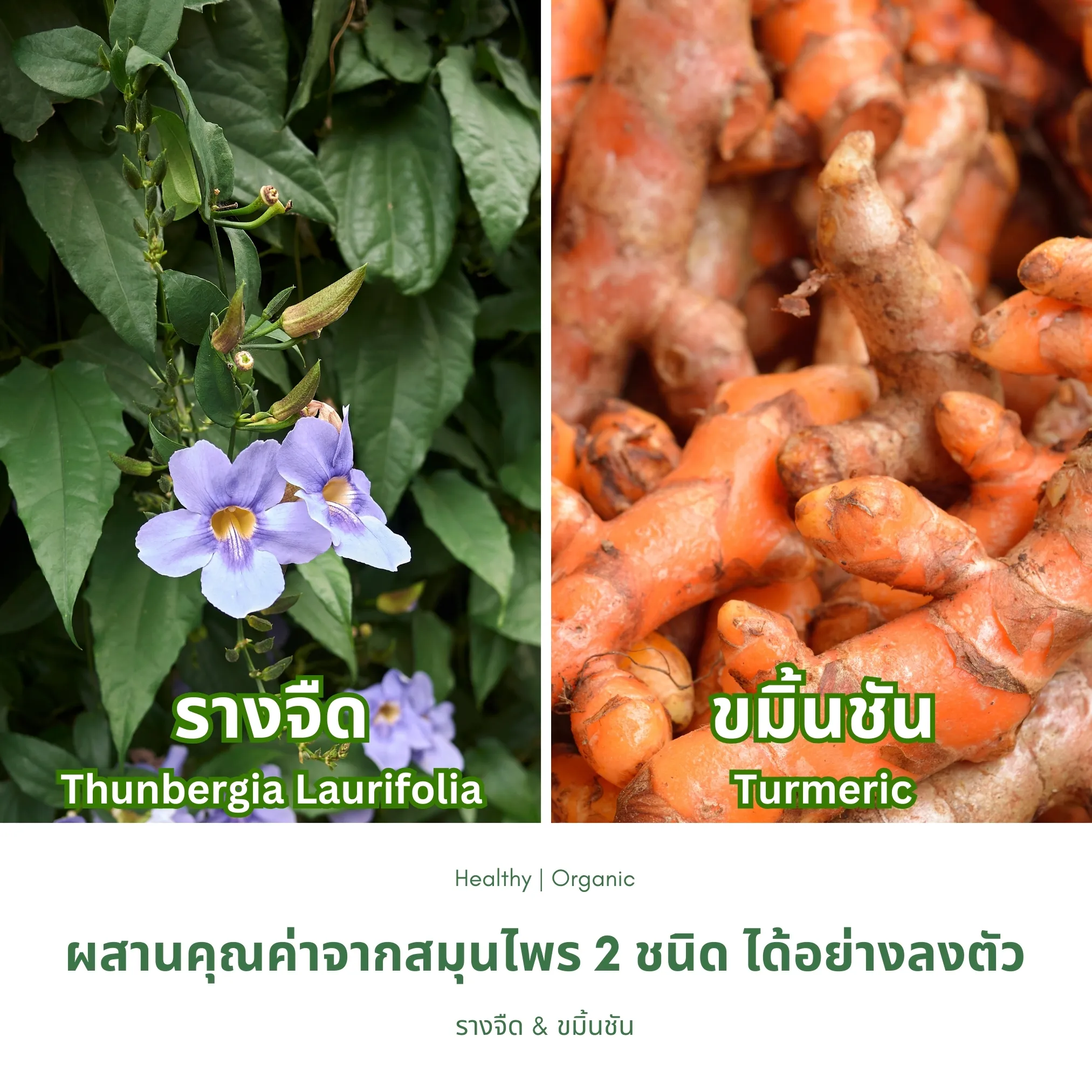ใบรางจืดและขมิ้นชัน