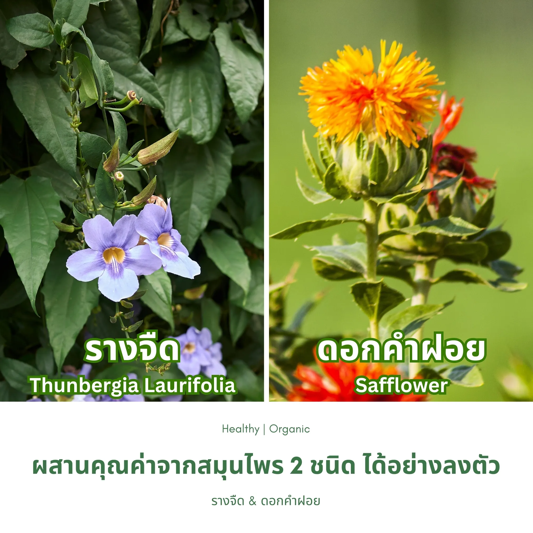 ใบรางจืดและดอกคำฝอย