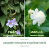 ใบรางจืดและดอกมะลิ