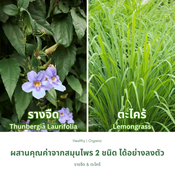 ใบรางจืดและตะไคร้
