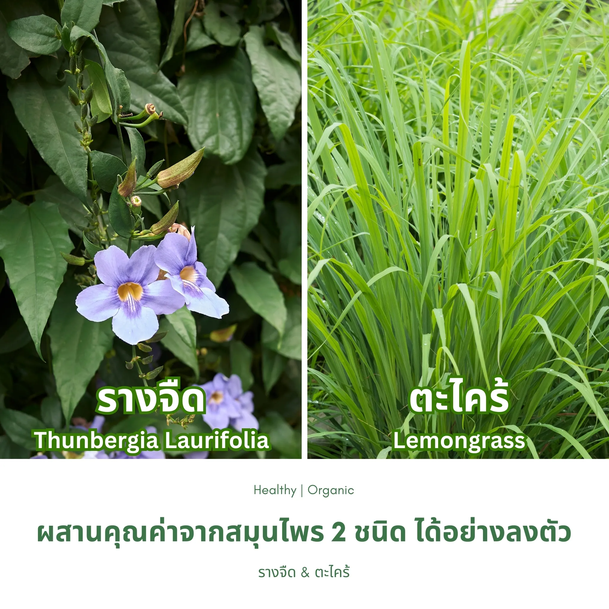 ใบรางจืดและตะไคร้