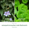 ใบรางจืดและใบบัวบก