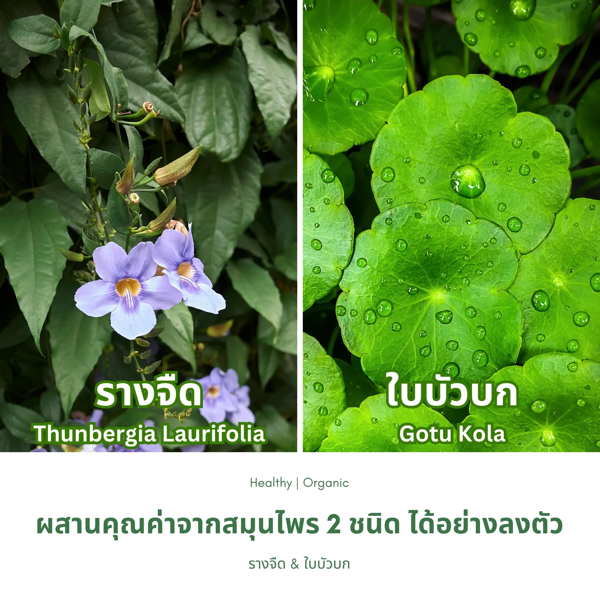 ใบรางจืดและใบบัวบก
