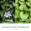 ใบรางจืดและใบพลูคาว