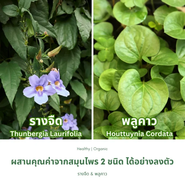ใบรางจืดและใบพลูคาว