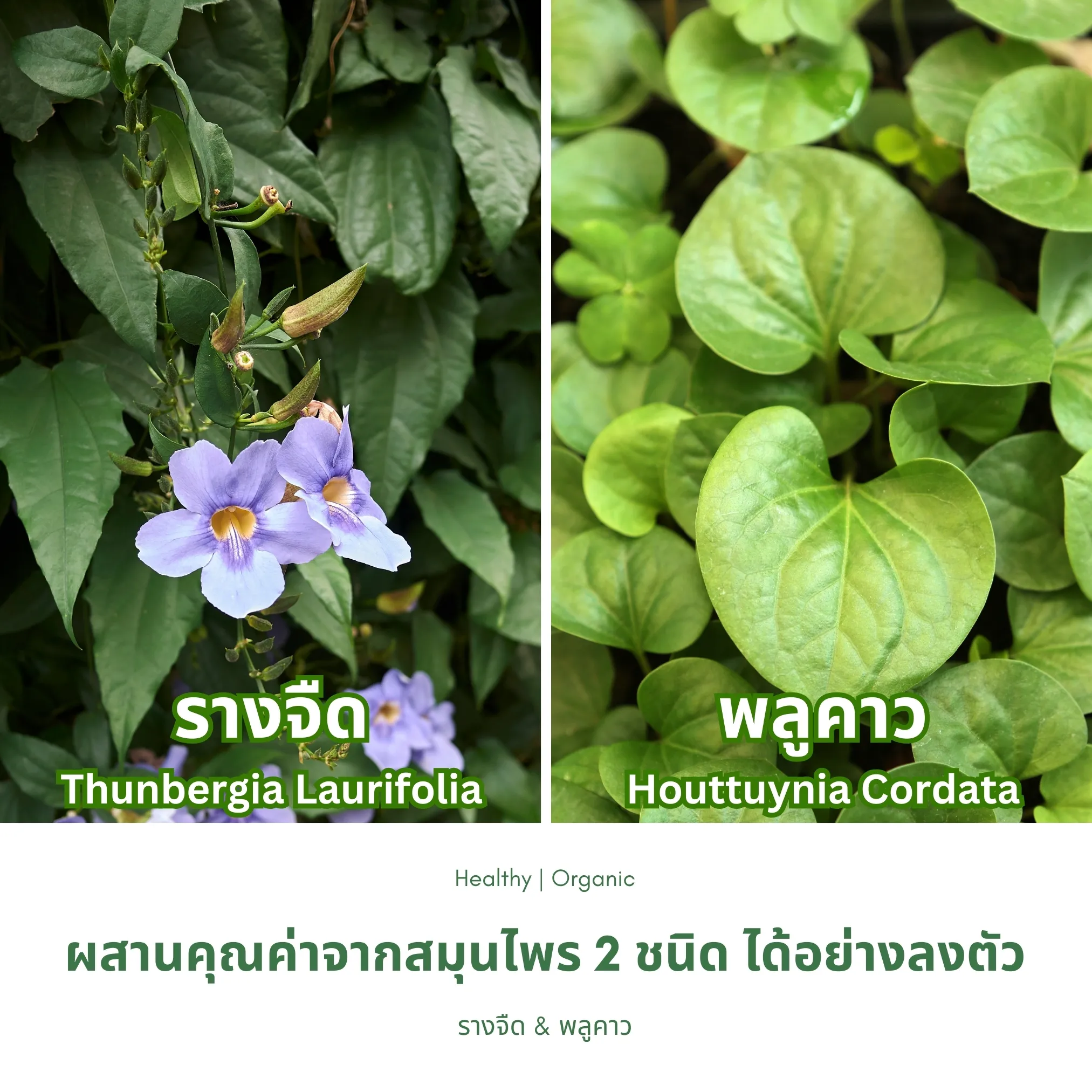 ใบรางจืดและใบพลูคาว