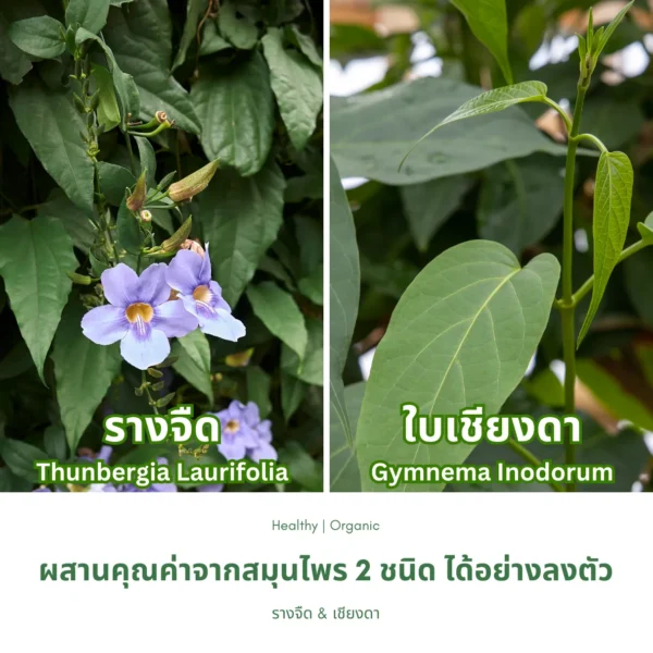 ใบรางจืดและใบเชียงดา
