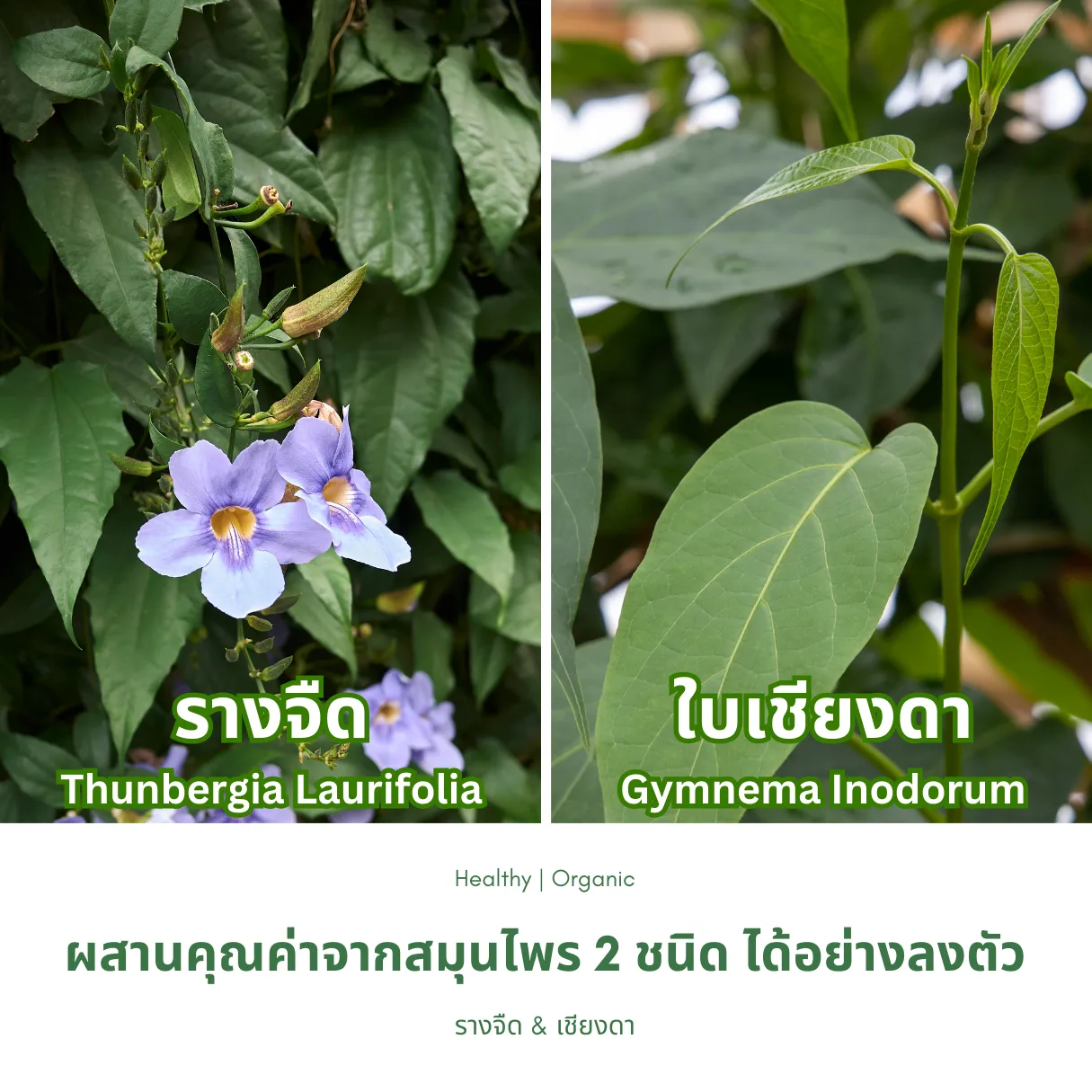 ใบรางจืดและใบเชียงดา