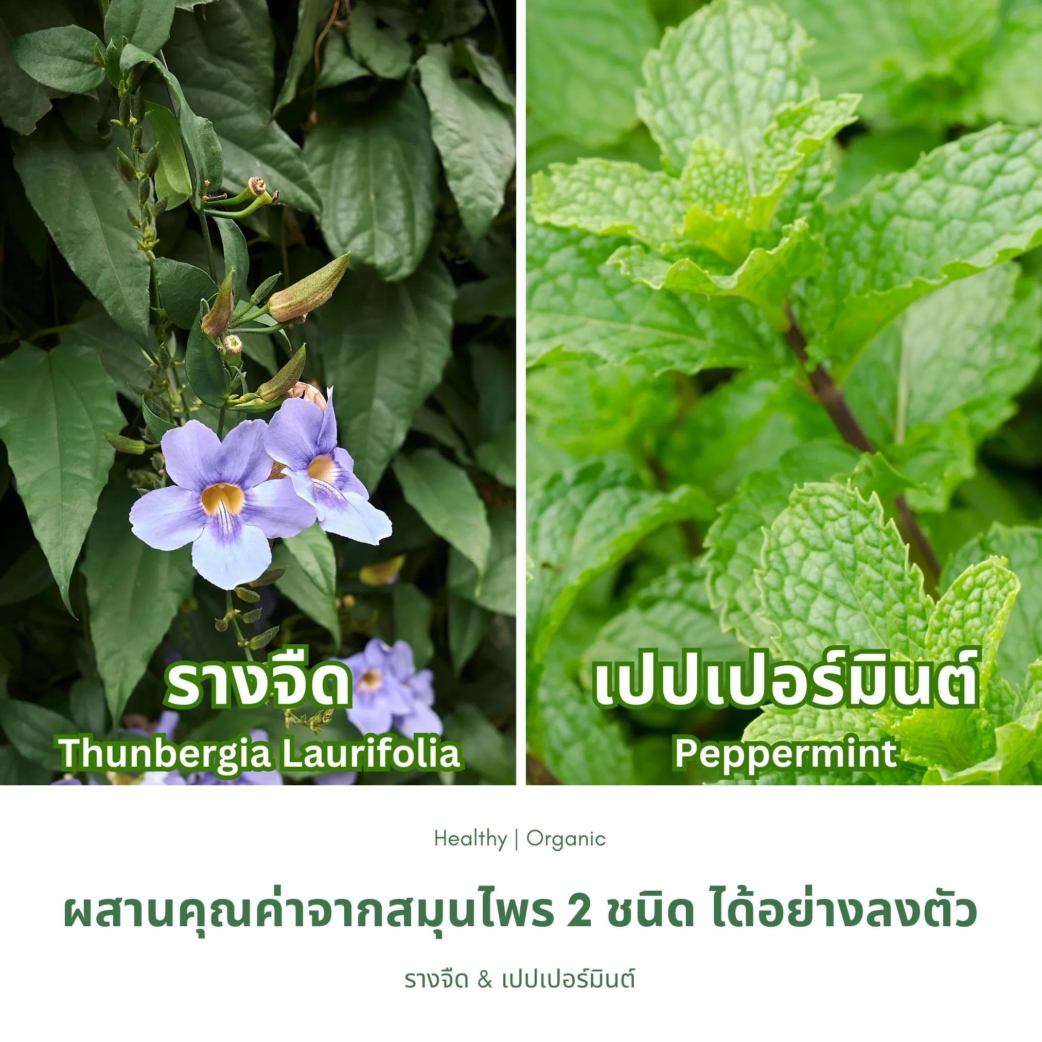 ใบรางจืดและใบเปปเปอร์มินต์