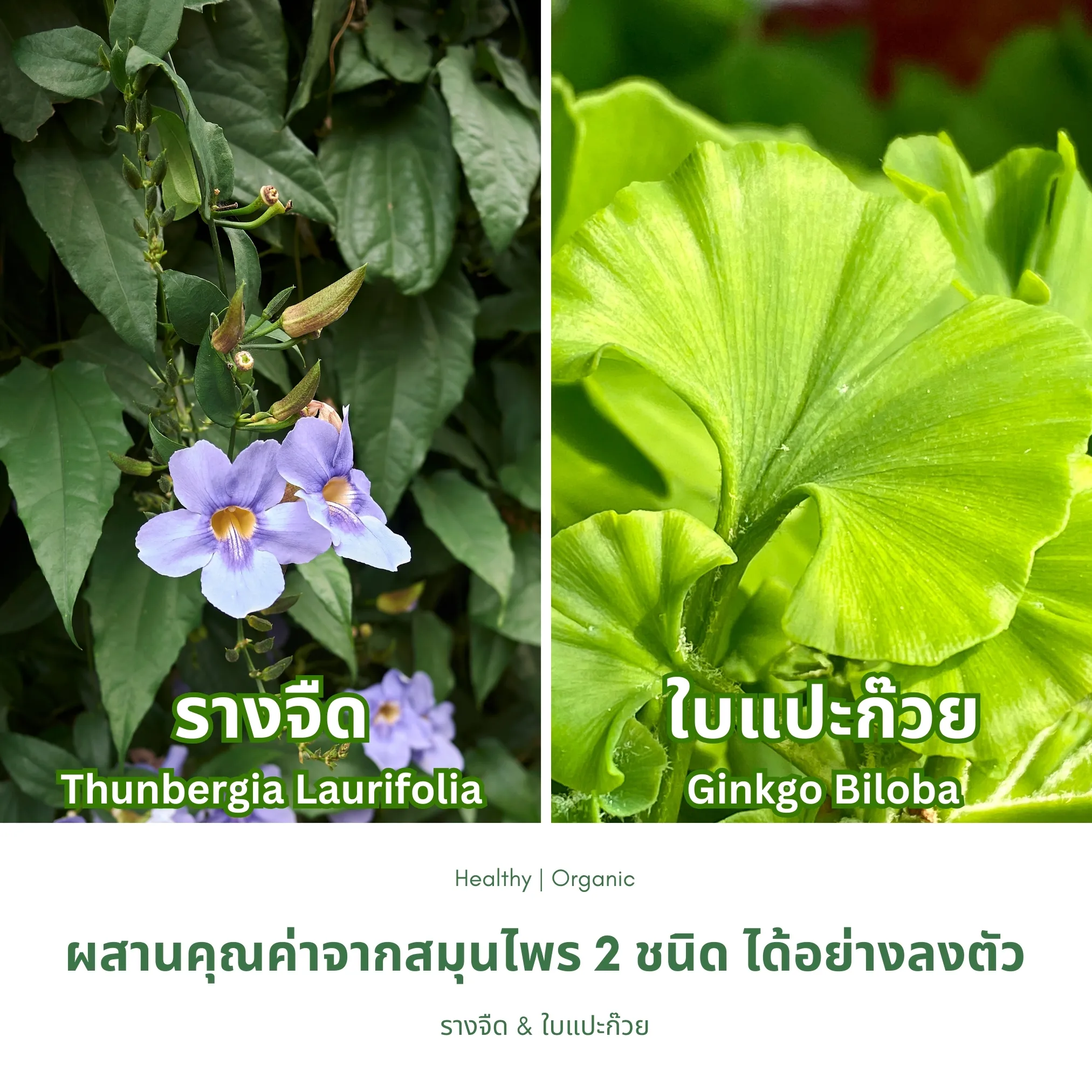 ใบรางจืดและใบแปะก๊วย