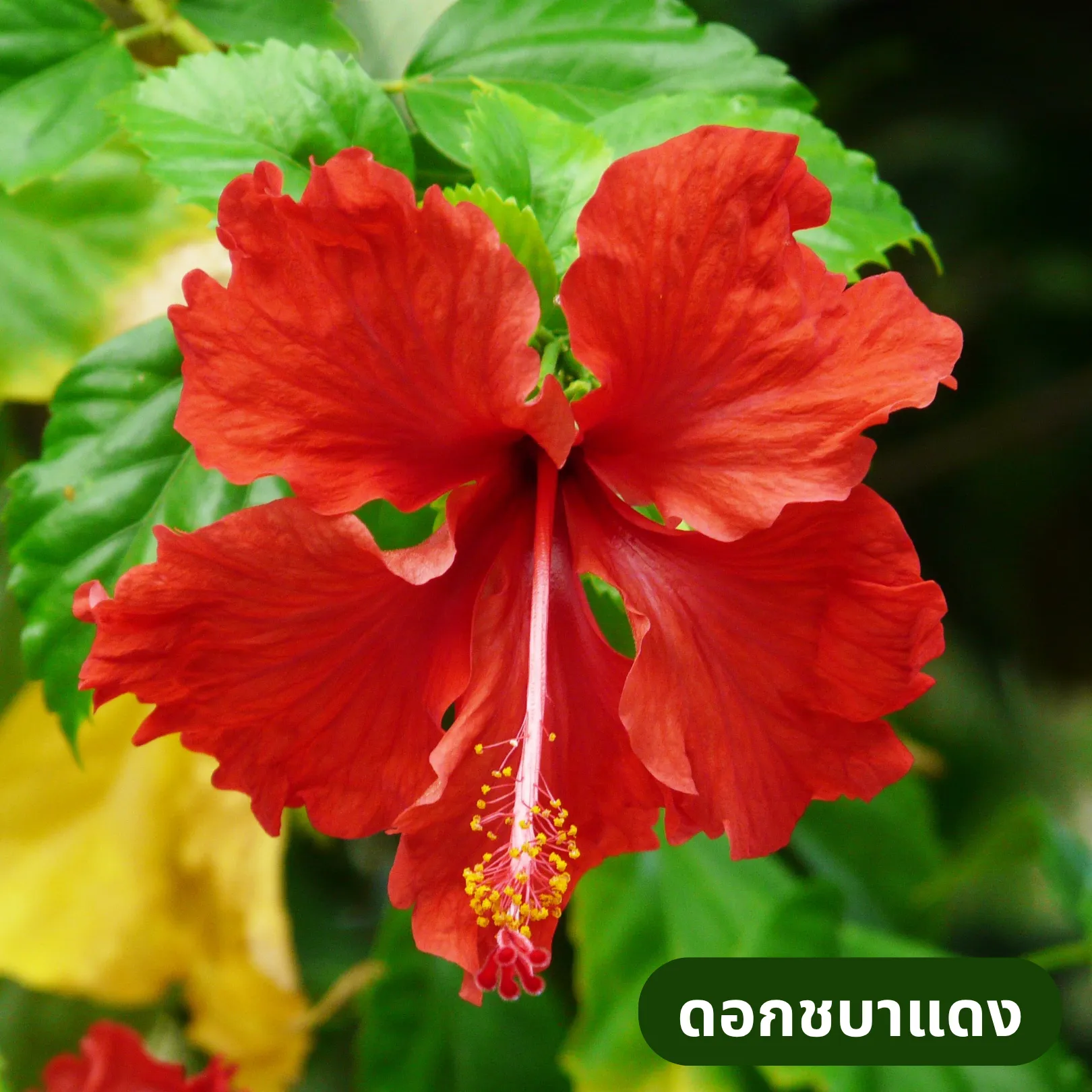 ดอกชบาแดง