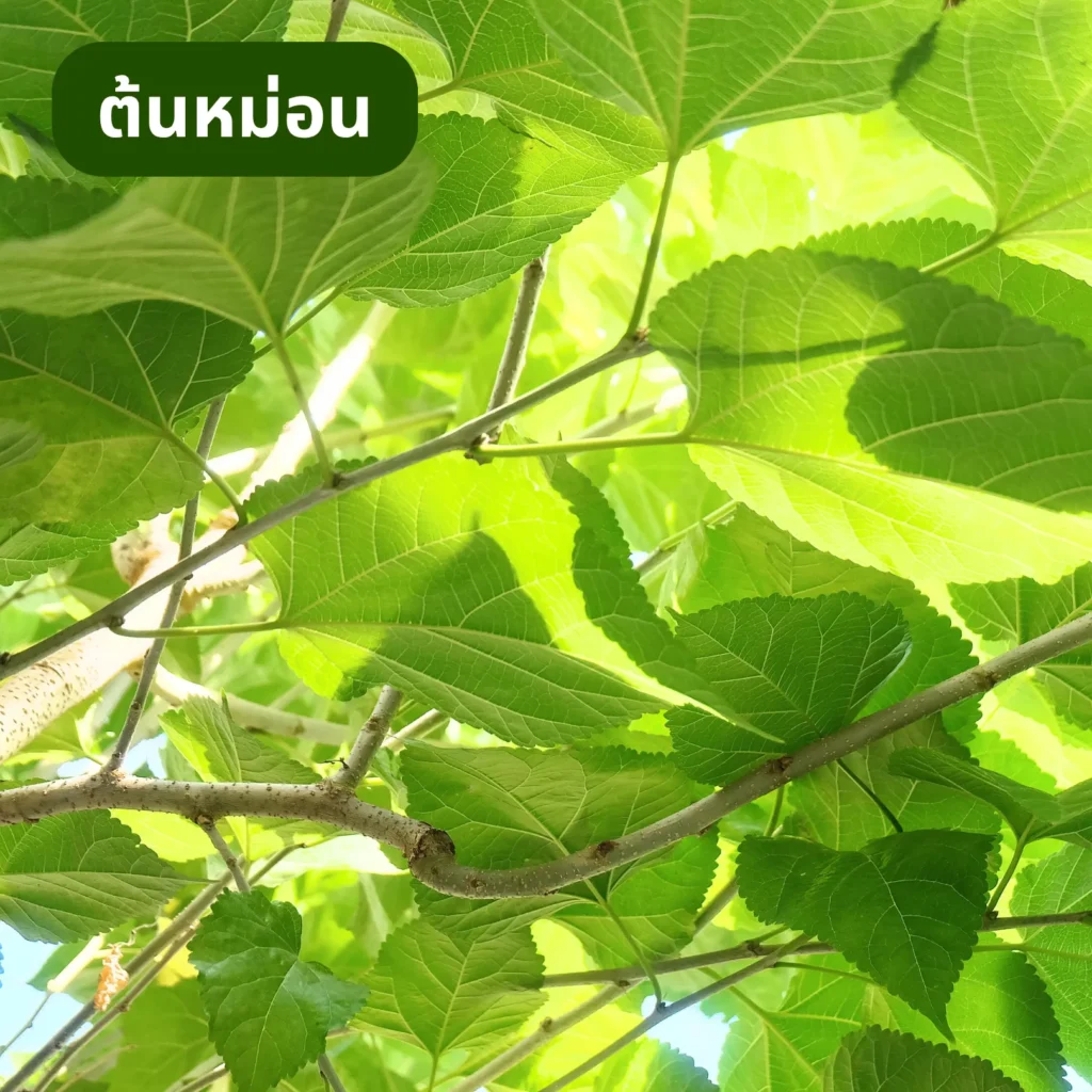 ต้นหม่อน