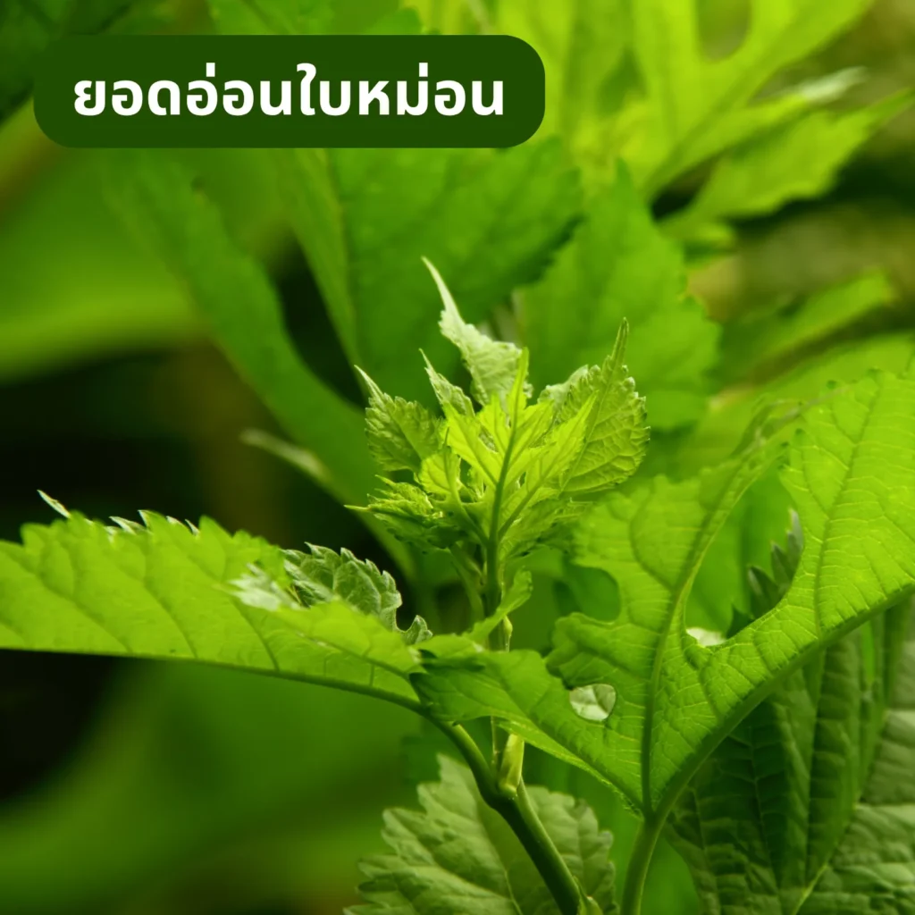 ยอดอ่อนใบหม่อน