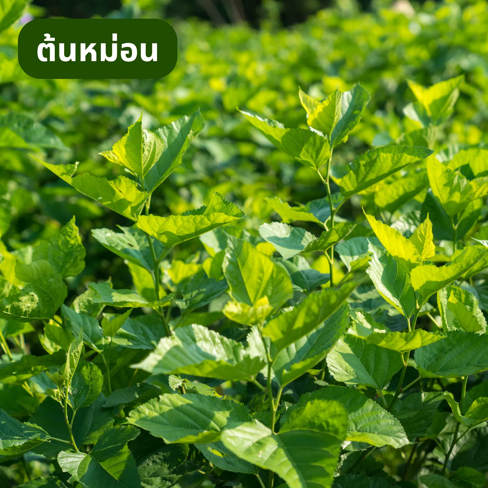 ไร่หม่อน