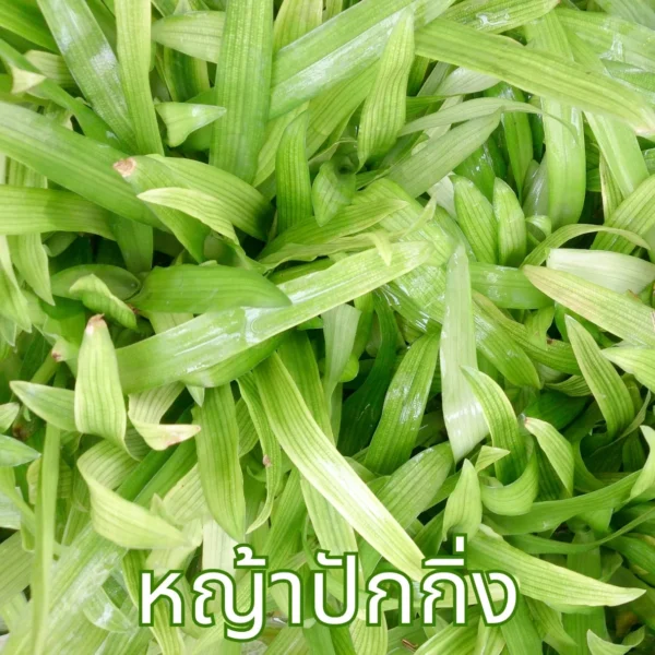หญ้าปักกิ่ง