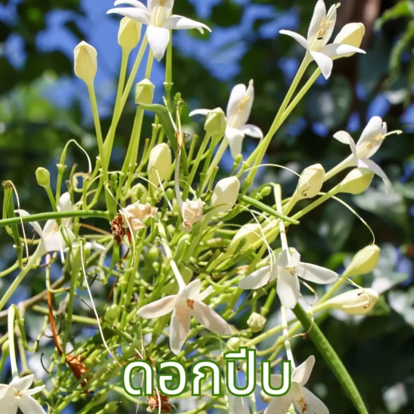 ดอกปีบ
