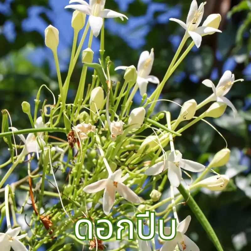 ดอกปีบ