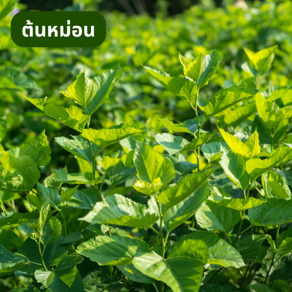 ไร่หม่อน