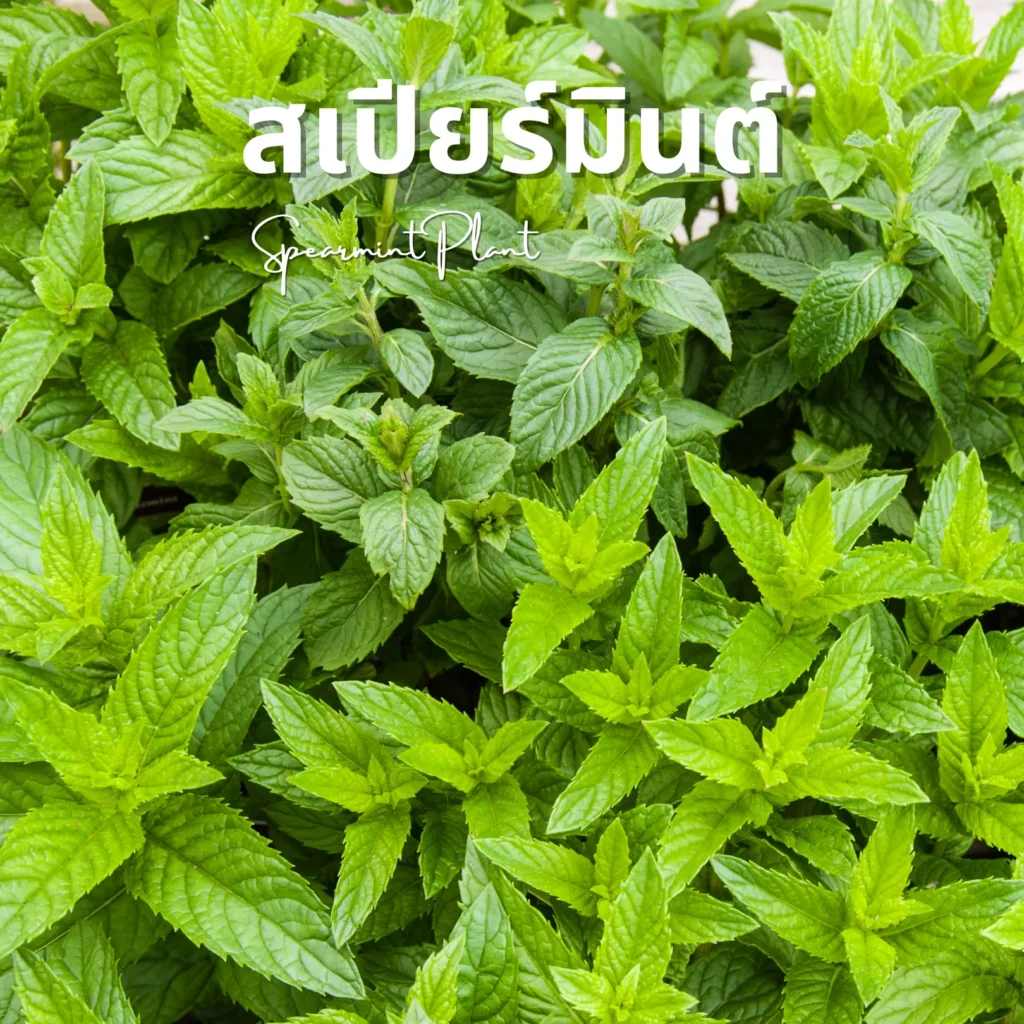 ต้นสเปียร์มินต์