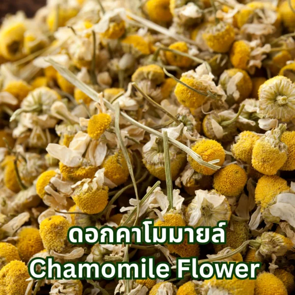 ดอกคาโมมายล์