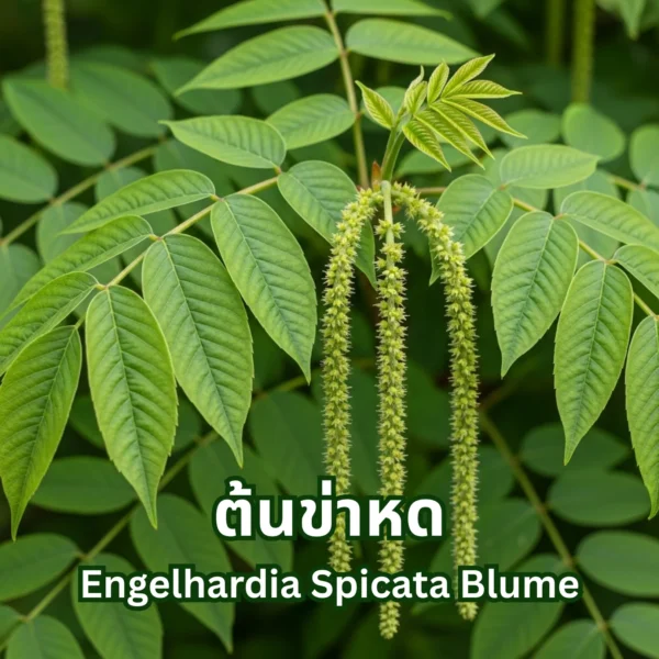 ต้นข่าหด