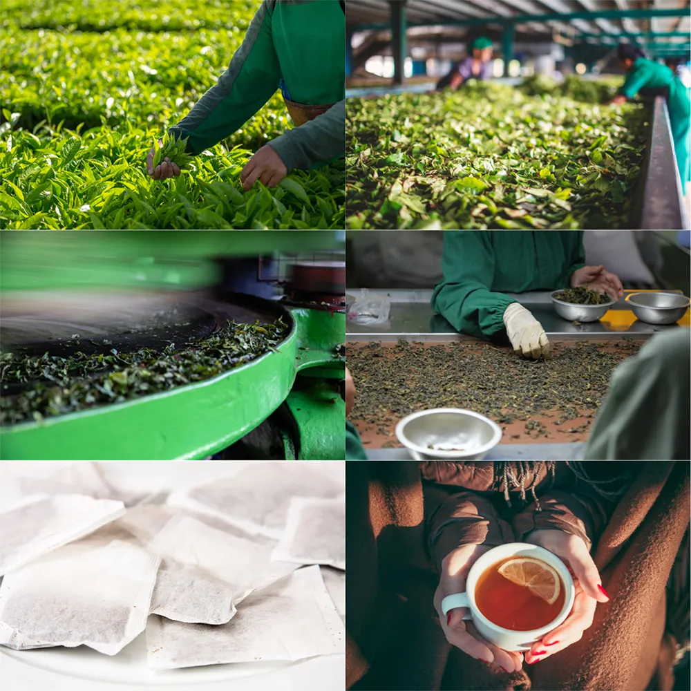 โรงงานผลิตชาสมุนไพร