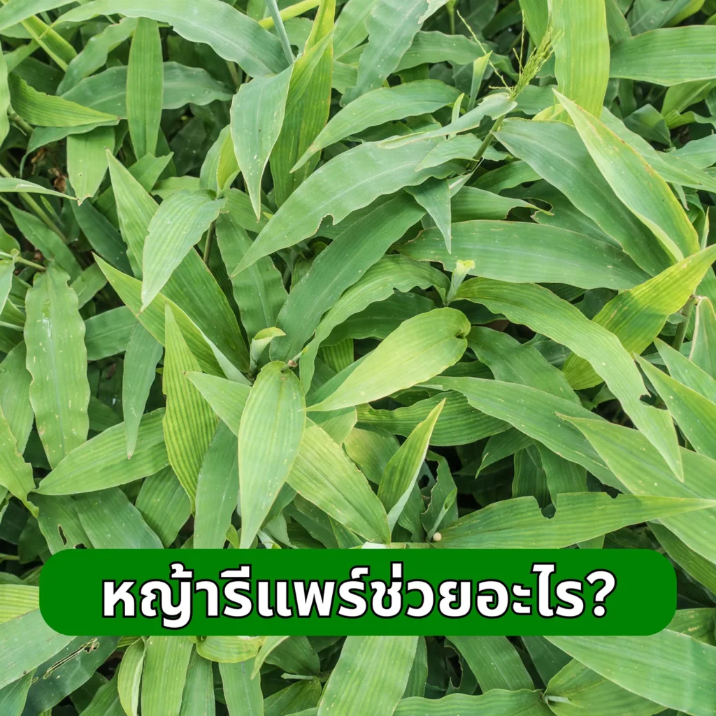 หญ้ารีแพร์ช่วยอะไร