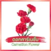 ดอกคาร์เนชั่น