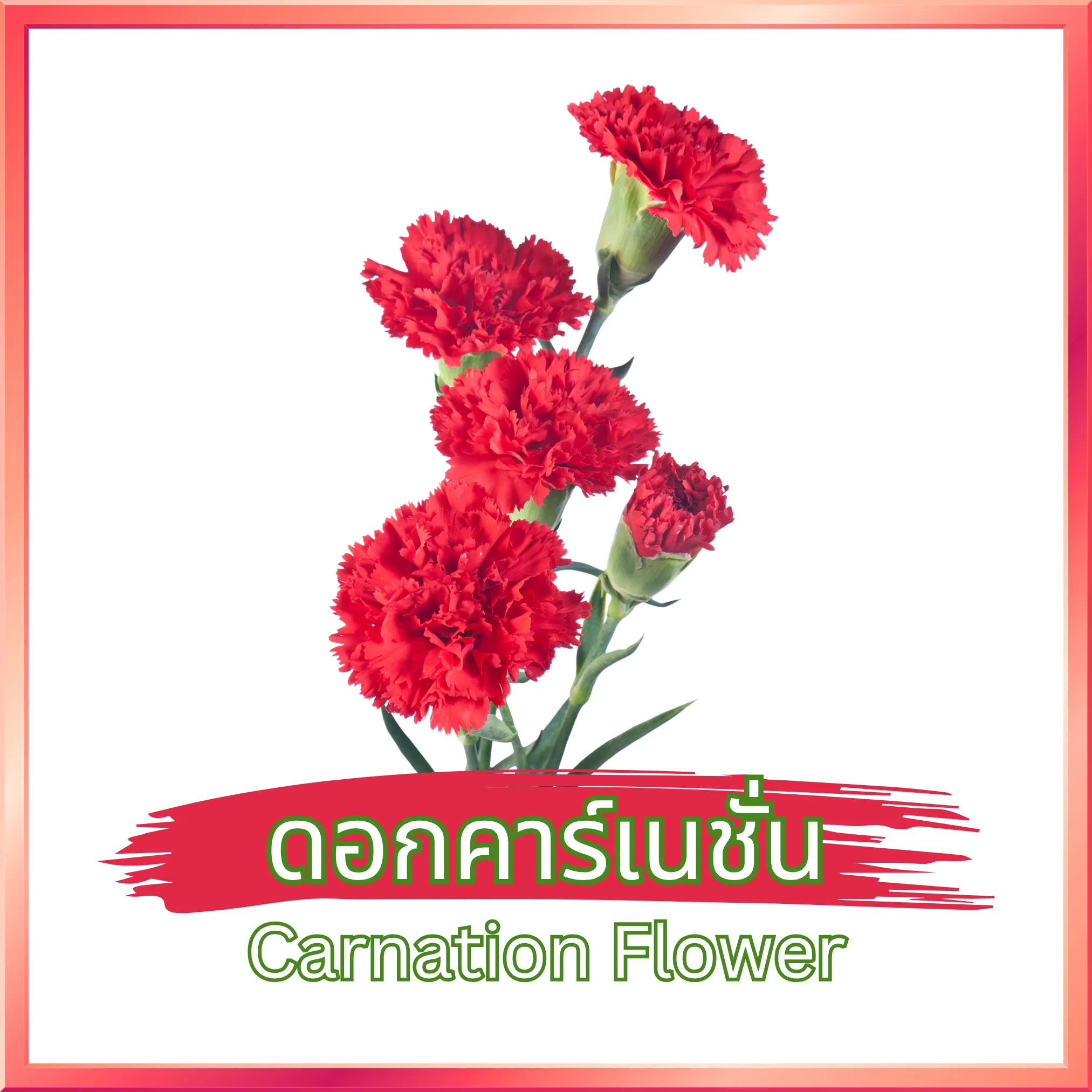 ดอกคาร์เนชั่น