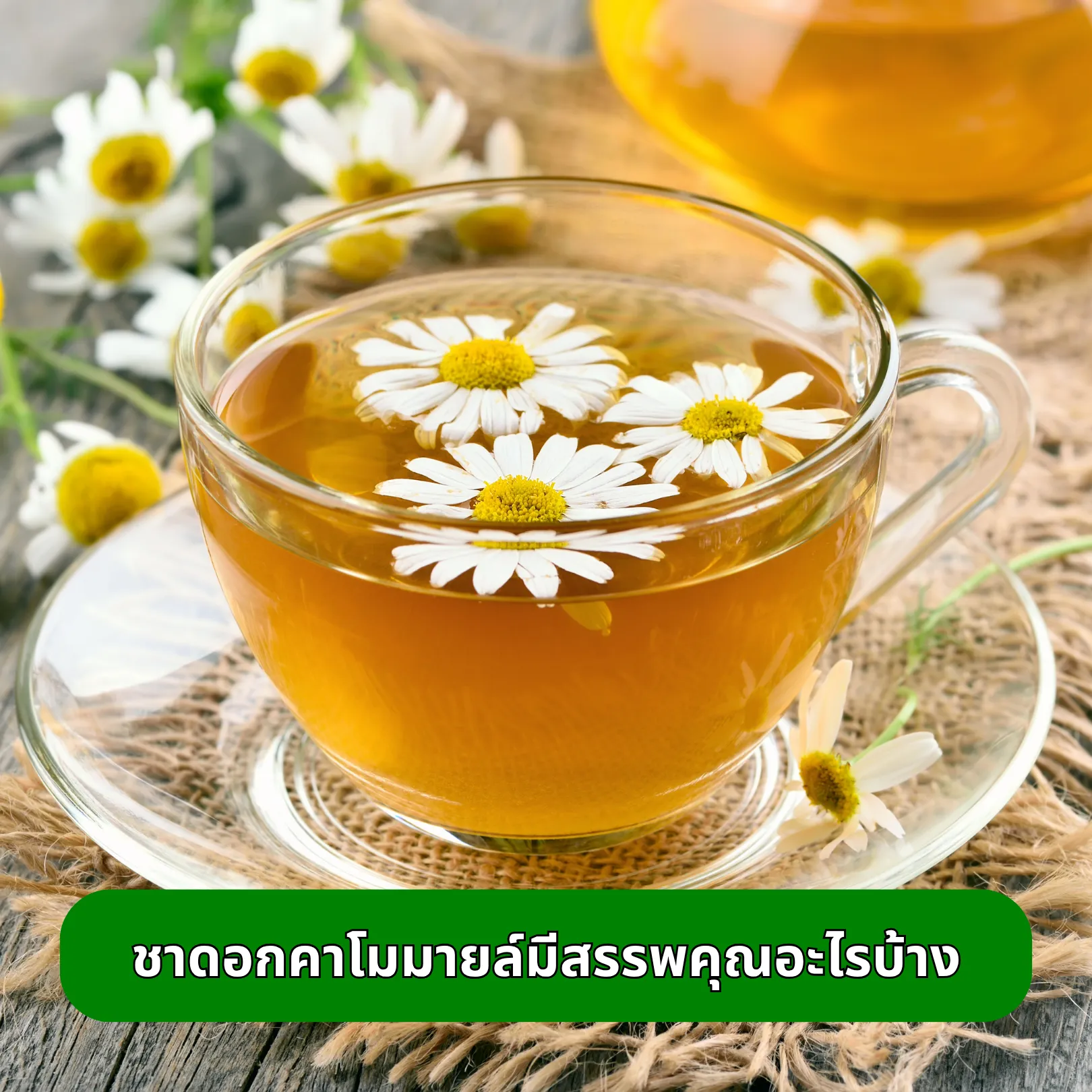 ชาดอกคาโมมายล์มีสรรพคุณอะไรบ้าง