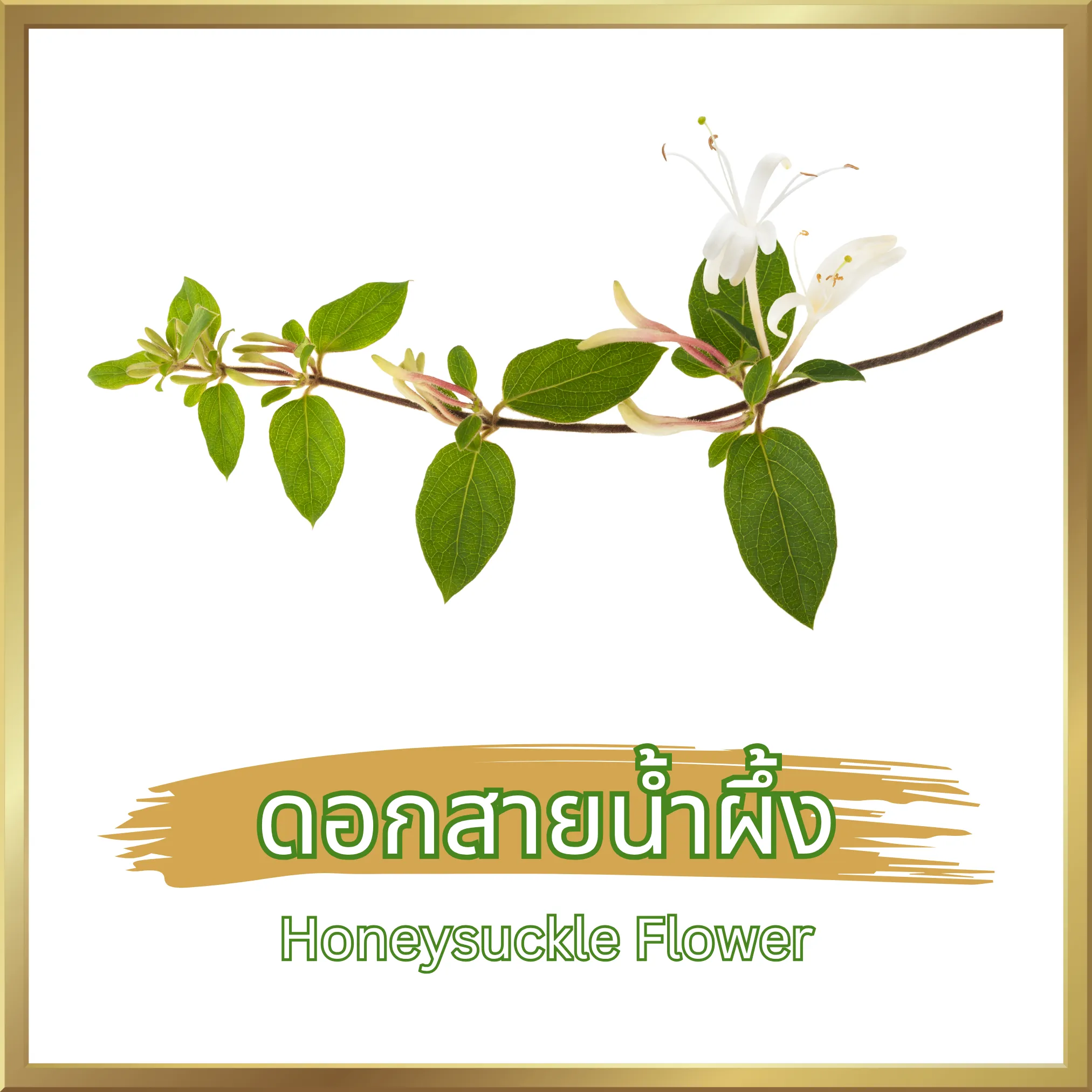 ดอกสายน้ำผึ้ง