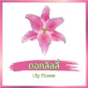 ดอกลิลลี่
