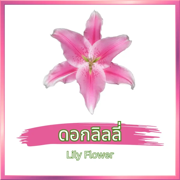 ดอกลิลลี่