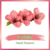 ดอกพีช