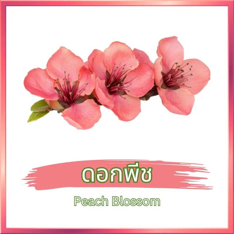 ดอกพีช